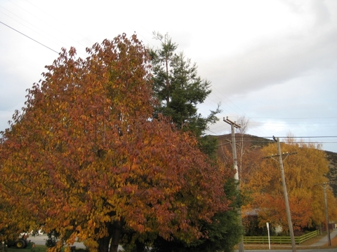 Trees+Wires: BEFORE