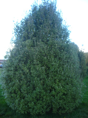 28 - Pittosporum tenuifolium
