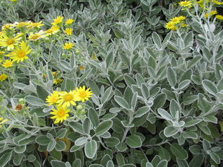 46 - Brachyglottis greyii