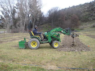 Augering holes for fruit trees