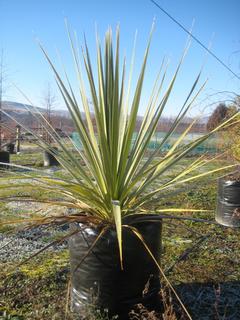 Extra large cabbage tree