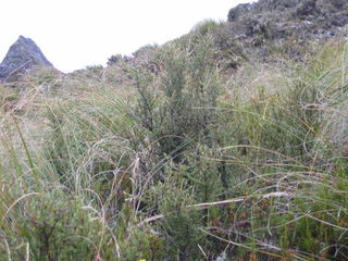 Alpine scrub look