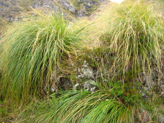 Snow tussocks