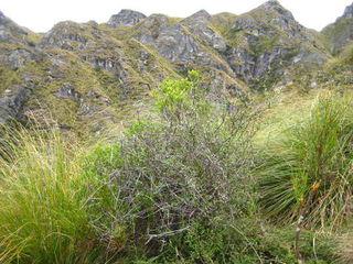 Mixed shrubs / tussocks