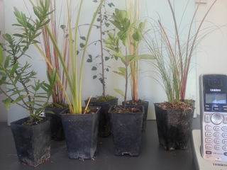 Small grade plants for sale
