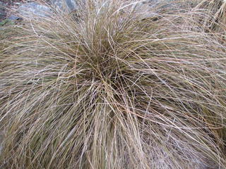 Tussocks & grasses approx 400mmx500mm when fully grown