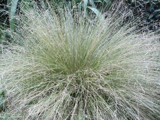 Silver tussock