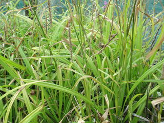 Carex maorica