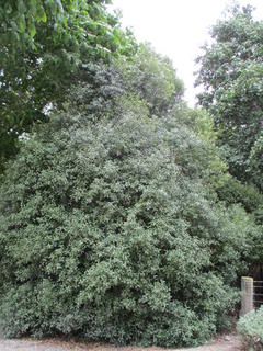 28 - Pittosporum tenuifolium