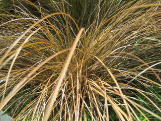 Carex flagellifera