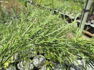 Carmichaelia odorata (Scented Broom)