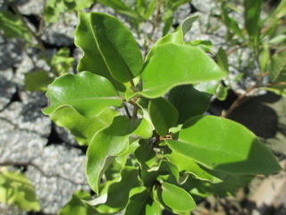 Olearia paniculata (Akiraho)