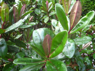 21/3 - Hebe speciosa