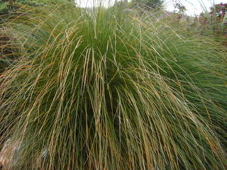 20/1 - Carex Secta