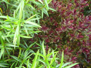 21/201 and 21/27 - Hebe colour contrast