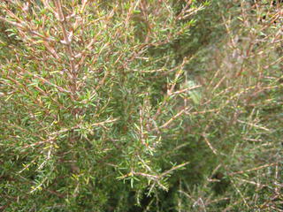 4/7 - Coprosma Rugosa