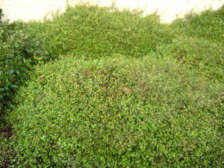 47 - Muehlenbeckia complexa