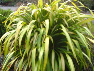 15/4 Flax varigated (Phormium)