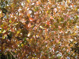 4/9 - Coprosma karo