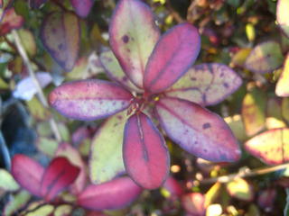48 - Pseudowintera colorata (Horopito)