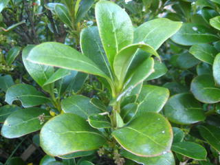 4/6 - Coprosma Lucida (Karangu)