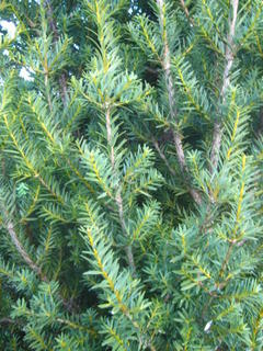 51 - Totora (Podocarpus totara)