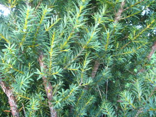 25 - Totora (Podocarpus totara)
