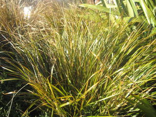 Wind grass (Gossamer grass)