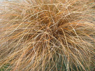 Carex Comans Bronze