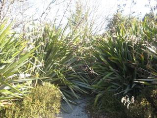 15 - NZ Flax (P Tenax)