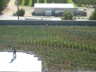 Living Roofs