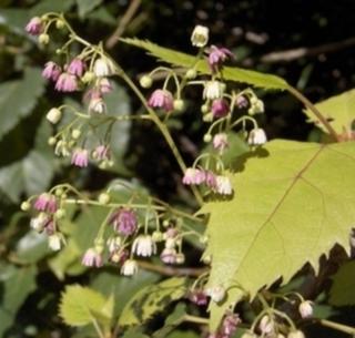 1 - Wineberry (Makomako)
