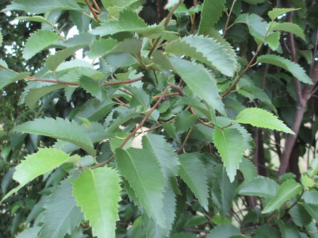 Hoheria populnea leaf