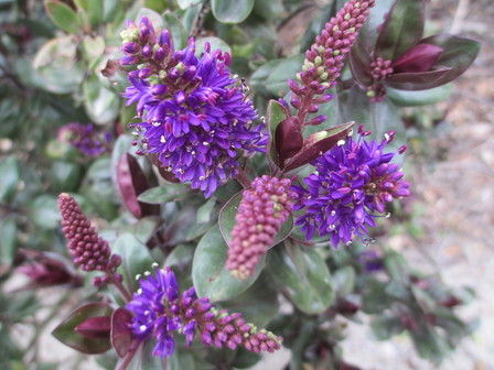 Hebe amy - New Zealand Native Plants