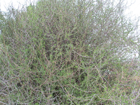 Marsh ribbonwood   Plagianthus divaricatus