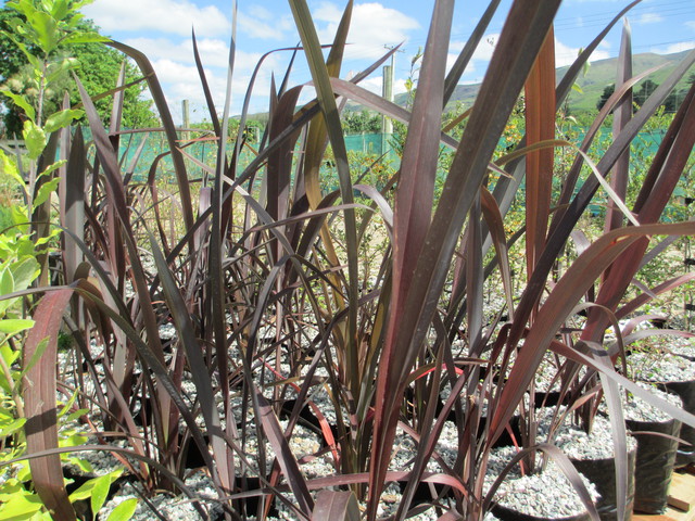 Phormium cookianum purpurea  (Mountain flax)