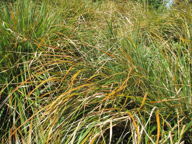 Anemanthele lessoniana (Wind, Gossamer or Bamboo grass)