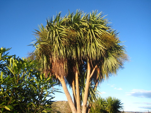 13 - Cabbage tree (Cordyline australis purpurea)