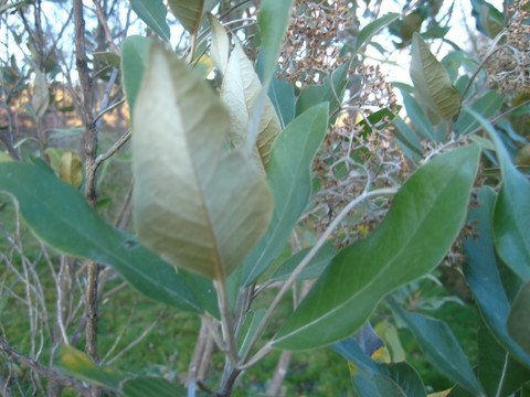42 - Olearia avicenniaefolia