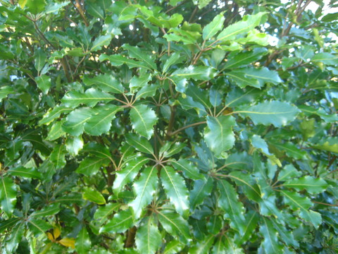 33 - Pseudopanax arboreus