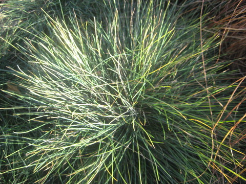 20/13 Festuca coxii (Blue grass)