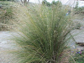 Narrow leaf tussock  (Chinochloa rigida)