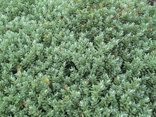 Hebe Topiaria