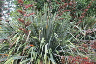 Phormium Tenax  (NZ Flax) in flower