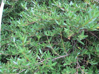 Coprosma Kirkii