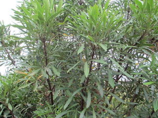 Pseudopanax crassifolius (Lancewood)