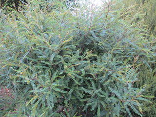 30 - Kowhai (Sophora micro)