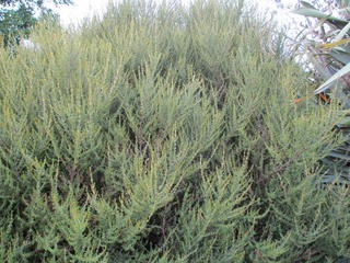 42/5 - Olearia solandri