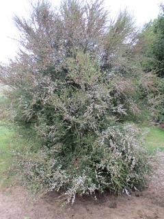 Manuka   (Leptospermum scoparium) 