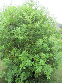 28/4 - Pittosporum colensi